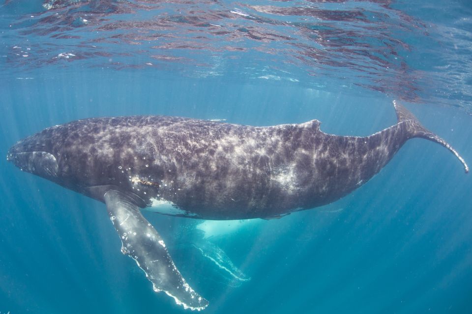 Western Australia: Swim With Humpback Whales - Tour Guide Availability