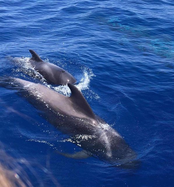 Whale and Dolphin Watching Yacht Trip in Puerto Colon - Booking Details