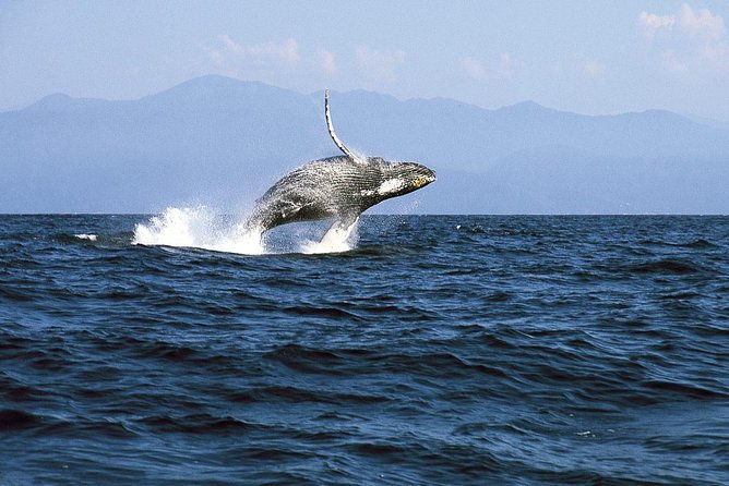 Whale & Dolphin Watching Cruise in Puerto Vallarta All Inclusive - Additional Information