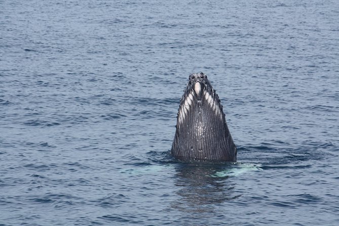 Whale Encounter Puerto Vallarta - Customer Reviews and Highlights