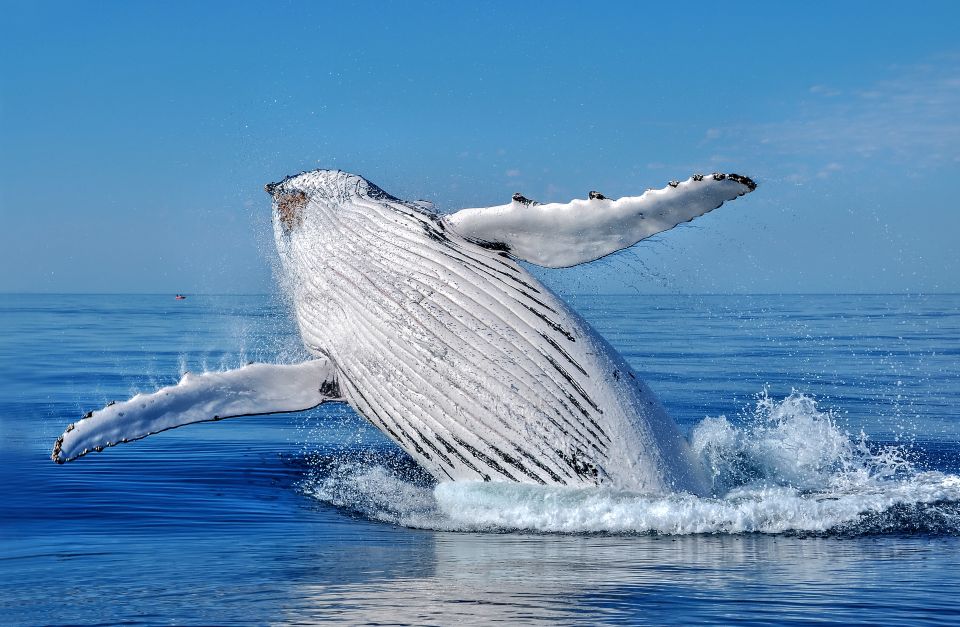 Whale Watching Cruise From Busselton, Augusta or Dunsborough - Customer Reviews