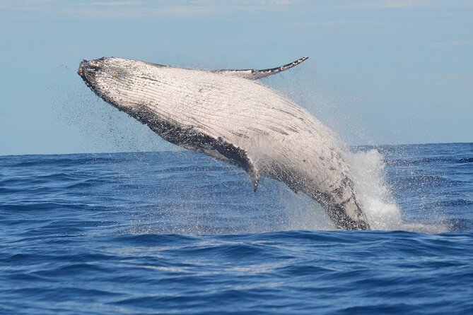 Whale Watching Cruise in Los Cabos - Cruise Experience Highlights