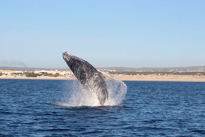 Whale Watching in Cabo San Lucas: Sightseeing Cruise and Shopping - Customer Reviews and Feedback