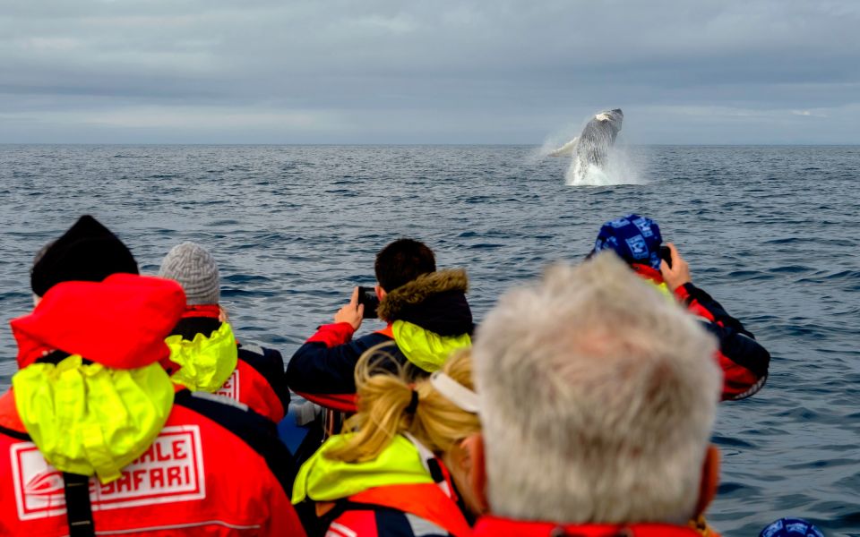 Whale Watching in Reykjavik by Speedboat - Review Summary