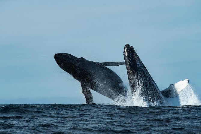 Whale Watching Monterey Bay Semi-Private Limited to 6 People Max - Additional Information