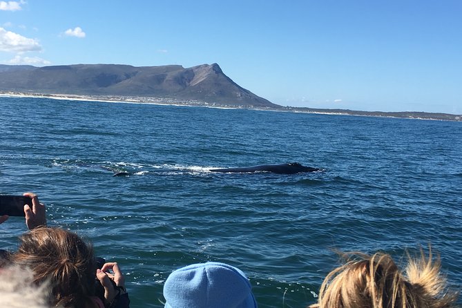 Whale Watching Tour in Hermanus With Hotel Pickup - Pricing Information