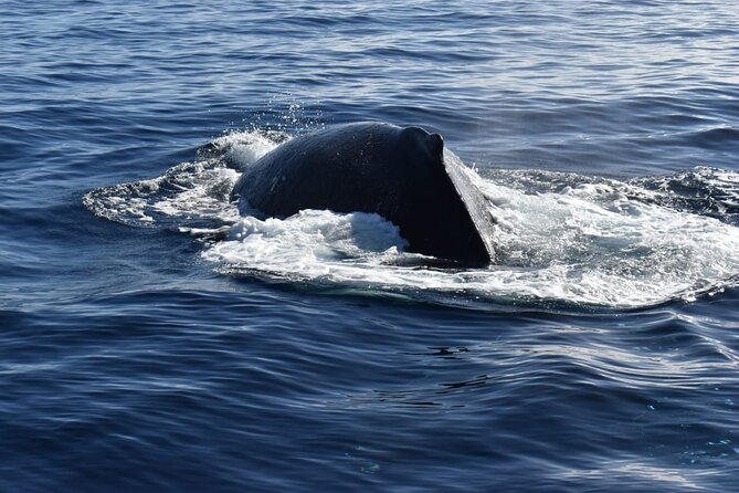 Whale Watching Tour in Los Cabos - Family-Friendly Features