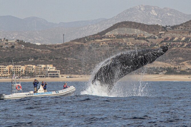 Whale Watching Zodiac in Cabo San Lucas With Comp Transportation - Cancellation Policy Information