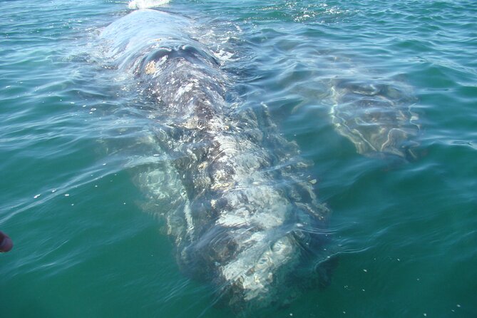 Whales Tour From La Paz - Reviews and Additional Information