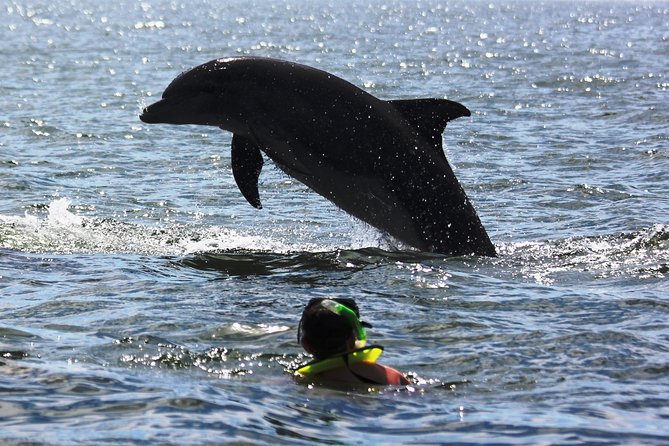 Wild Dolphins Encounter & Snorkeling - Additional Details