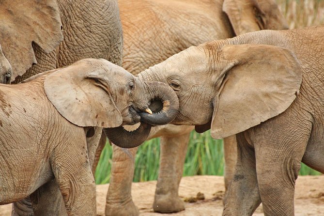 Wildlife Wonders - Addo Elephant National Park Tour - Safari Adventure
