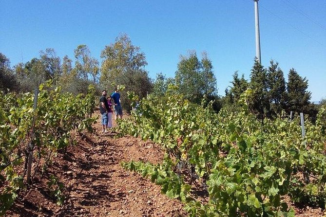 Wine Tour Aroud Vineyards of Cagliari - Booking and Cancellation Policy