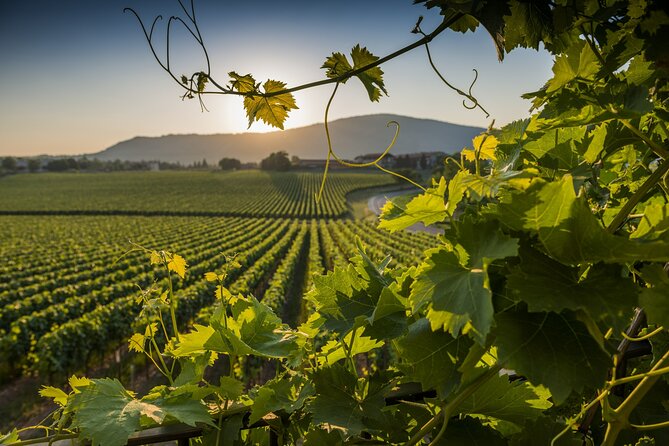 Winery Tour and Tasting at Sunset in the Countryside From Tropea - Participant Guidelines