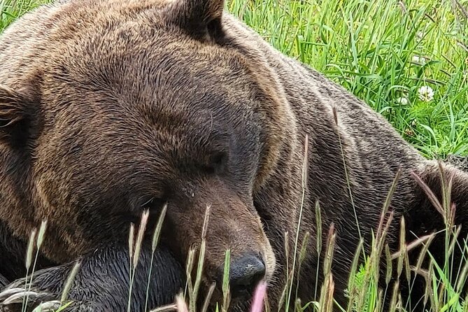 Year Round Glacier View & Wildlife Anchorage Adventure Tour - Logistics & Booking Information