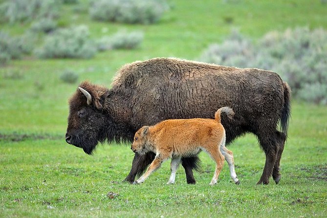 Yellowstone Custom Wildlife and Nature Tour - Guide Expertise