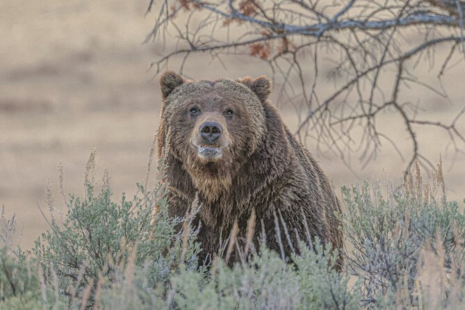 Yellowstone Full-Day Upper Loop With Wildlife Adventure W/Lunch - Booking Information