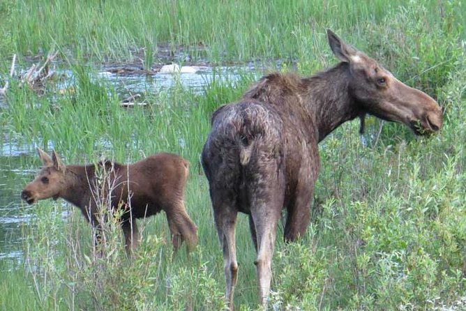 Yellowstone National Park - PRIVATE Full-Day Lower Loop Tour From Jackson Hole - Pricing Details