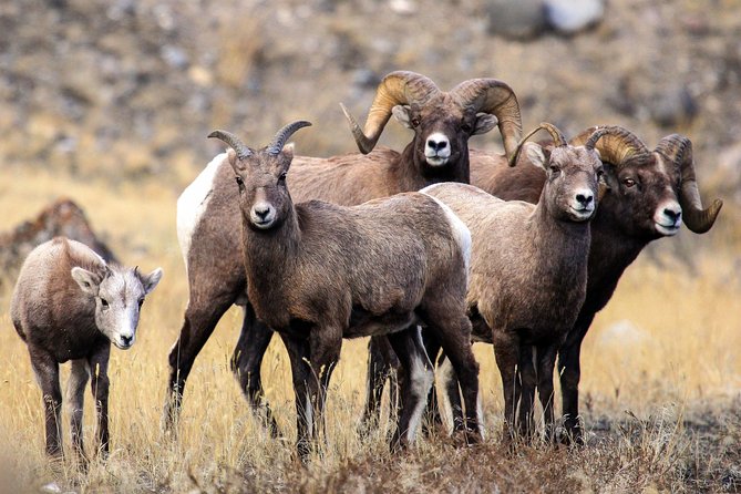 Yellowstone Private Upper Loop Tour With Lunch - Pickup Logistics