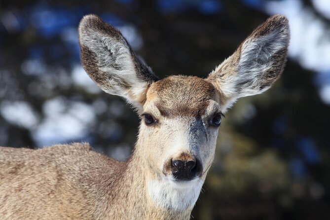 Yellowstone Snowshoe Safari From Bozeman - Private Tour - Gear and Equipment Provided