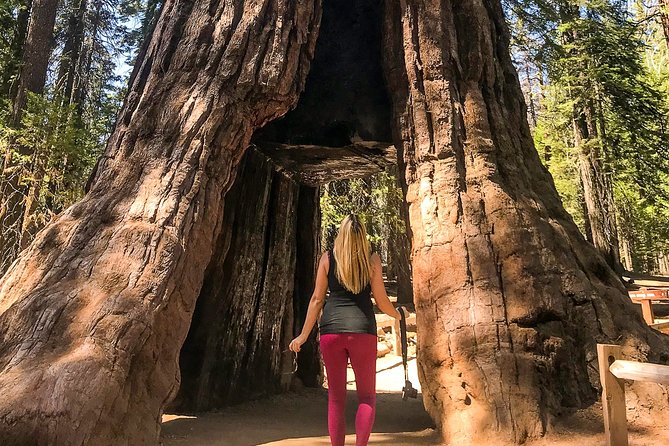 Yosemite and Giant Sequoias Day Tour - Customer Reviews