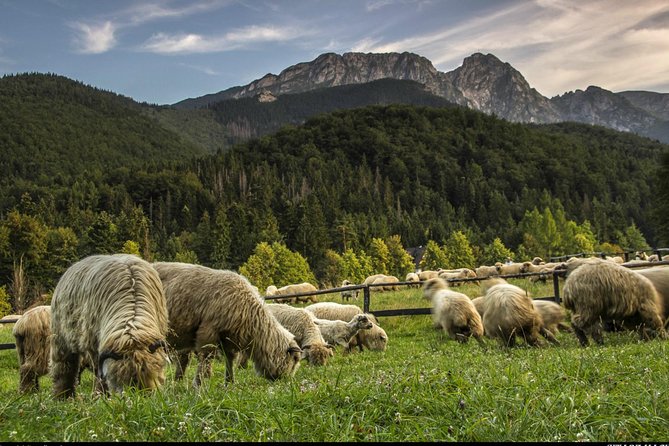 Zakopane & Thermal Springs: Private Tour - Customer Reviews