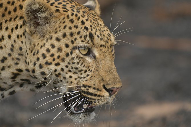 5 Day Wildlife Photographic Safari - Kruger National Park - B1 Photo Safaris - Key Points