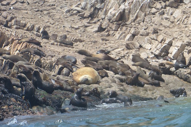 1.5-Hour Seal Viewing Boat Tour in Plettenberg Bay - Directions
