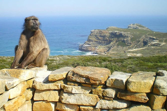 1 Day Cape Point Explore With Boulders Penguins Small Group Tour - Traveler Reviews