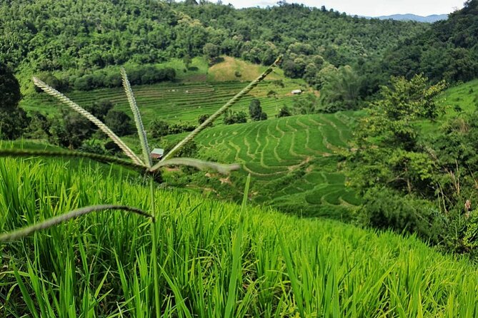 1 Day Private Eco-Trekking in Chiang Rai - Common questions