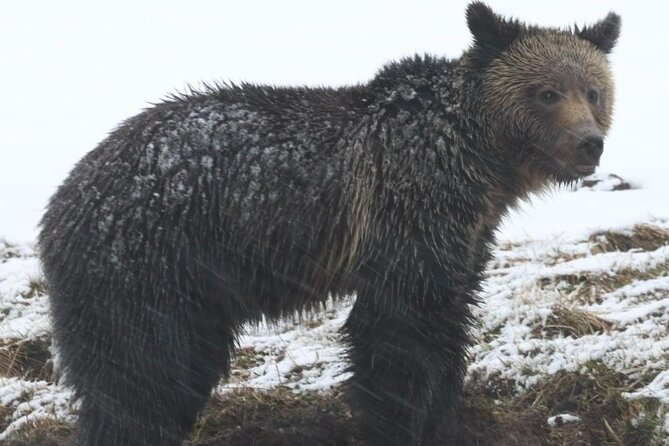 2-Day Private Yellowstone Tour(Lower and Upper Loops W Iconic Sites) W Lunch - Pricing and Additional Information