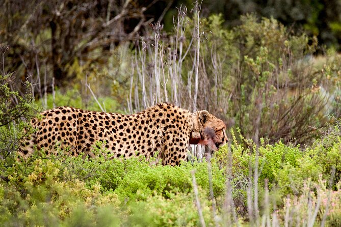 2 Day Small Group Garden Route Big 5 Safari Tour From Cape Town - Additional Information