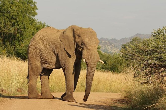 2-Days Pilanesberg Best Chance to View "Big 5" With Private Extended Safari - Expert Wildlife Viewing Tips