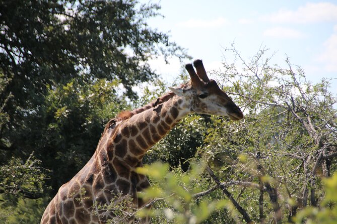 2 Days Pilanesberg National Park Luxury Safari - Common questions