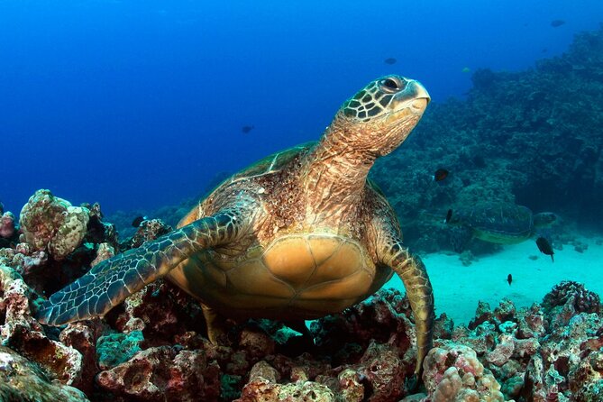 2 Tank Shore Dive at Sea Turtle Cove - Booking and Pricing Information