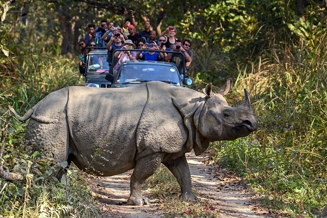 3-Day Chitwan National Park Jungle Safari Tour Package With Pick up - Last Words