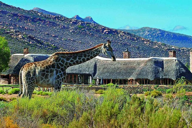 3 Day Luxury Aquila Private Game Reserve - Key Points