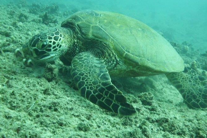 3 Hour Maalaea Luxury Snorkel Cruise Tour Exclusive to 6 Guests - Reviews and Ratings Overview