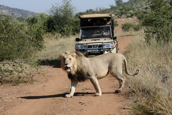 3-Hour Private Game Drive of Pilanesberg National Park - Customer Feedback