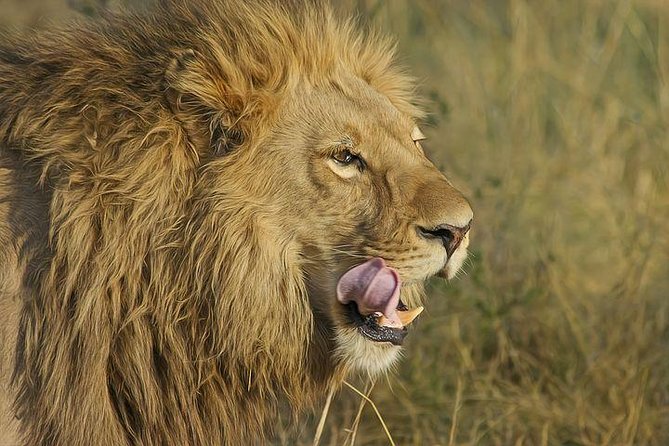 4-day Soweto & Pretoria, Lion Park, Magalies/Pilanesberg Safari - Day 3: Rhino and Lion Reserve