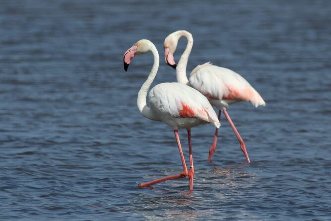 5 Hours Tour in Ria Formosa - Common questions