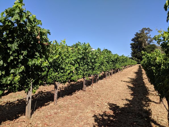 6 Hour Napa and Sonoma Valley Wine Tour From San Francisco - Common questions