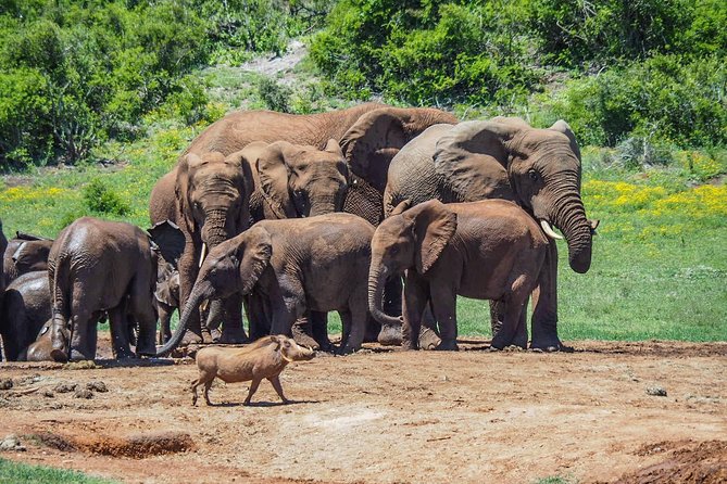 7 Day Garden Route to Addo, Cape Point and Winelands Combo Tour - Cancellation Policy Details