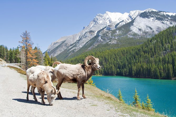 7-Day Small Group Tour: Canadian Rockies and National Parks - Transportation Logistics