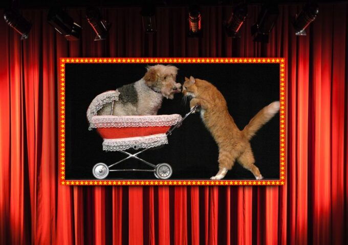 75-Minute Popovich Comedy Pet Theater in Las Vegas - Reviews