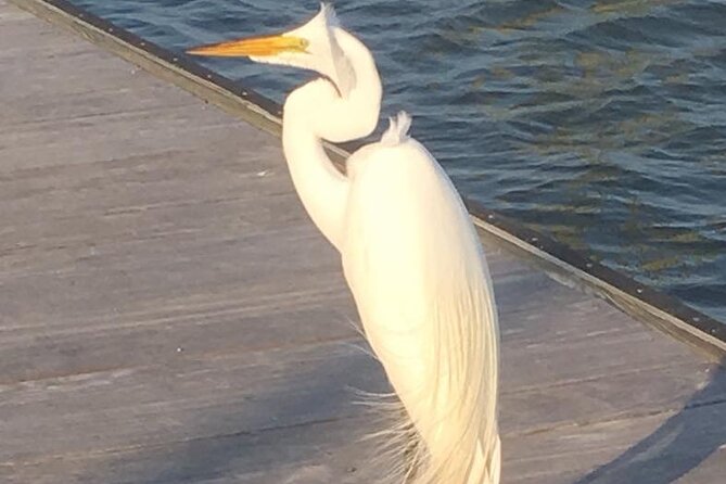 90 Minute Tour to See Dolphins in Hilton Head Island - Cancellation Policy Overview