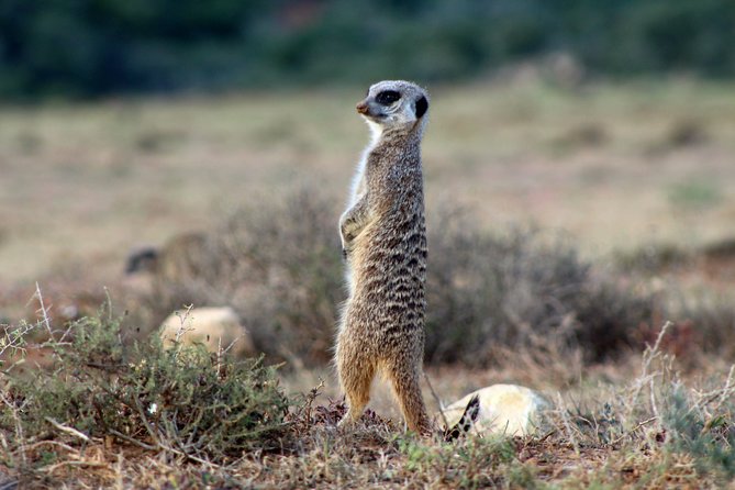 Addo Elephant National Park All Inclusive Full-Day Safari - Traveler Photos and Testimonials