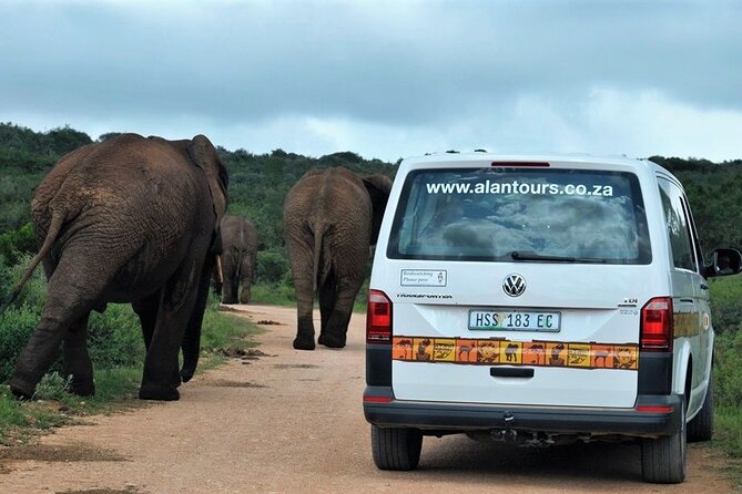 Addo Elephant National Park From Port Elizabeth - FD01 - Conservation Efforts