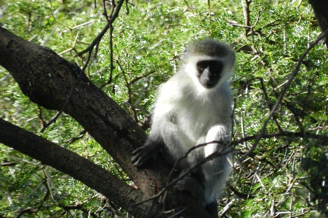 Addo Elephant National Park - HD01 - Common questions