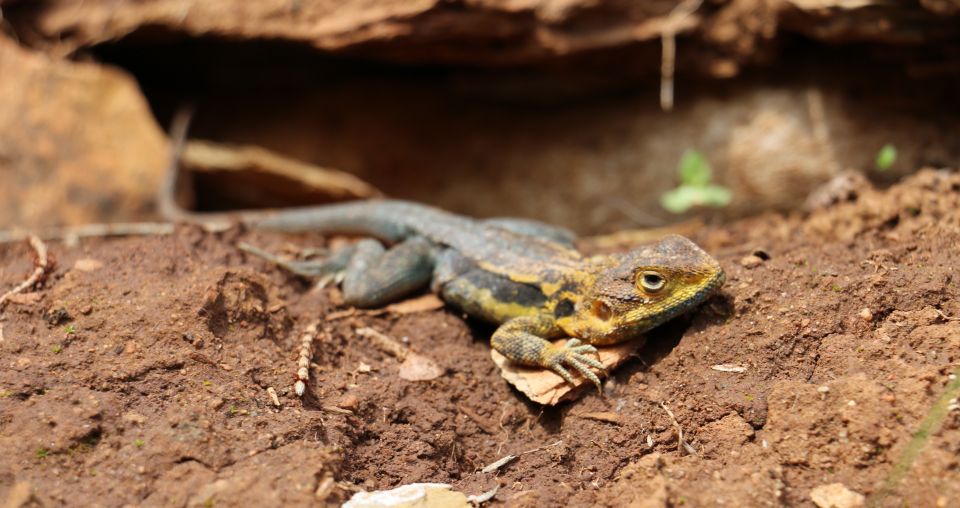 Adelaide: Morialta Wilderness and Wildlife Hike - Booking