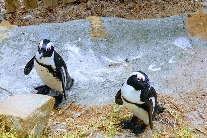 African Penguins (Boulders Beach) Half Day Tour From Cape Town - Common questions